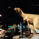 A 4-year-old T. rex struts its stuff, including an insulating layer of feathers.